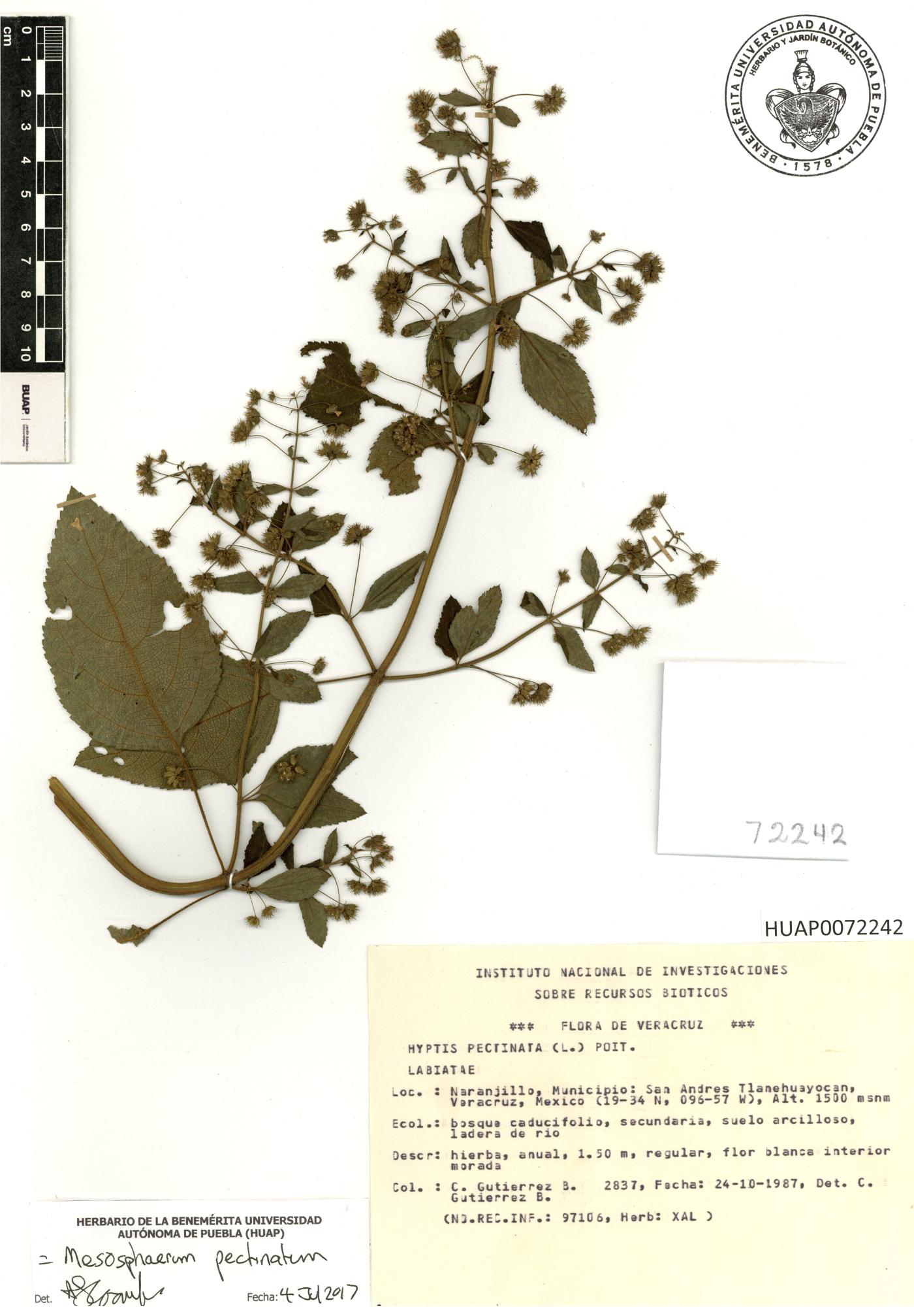 Mesosphaerum pectinatum image