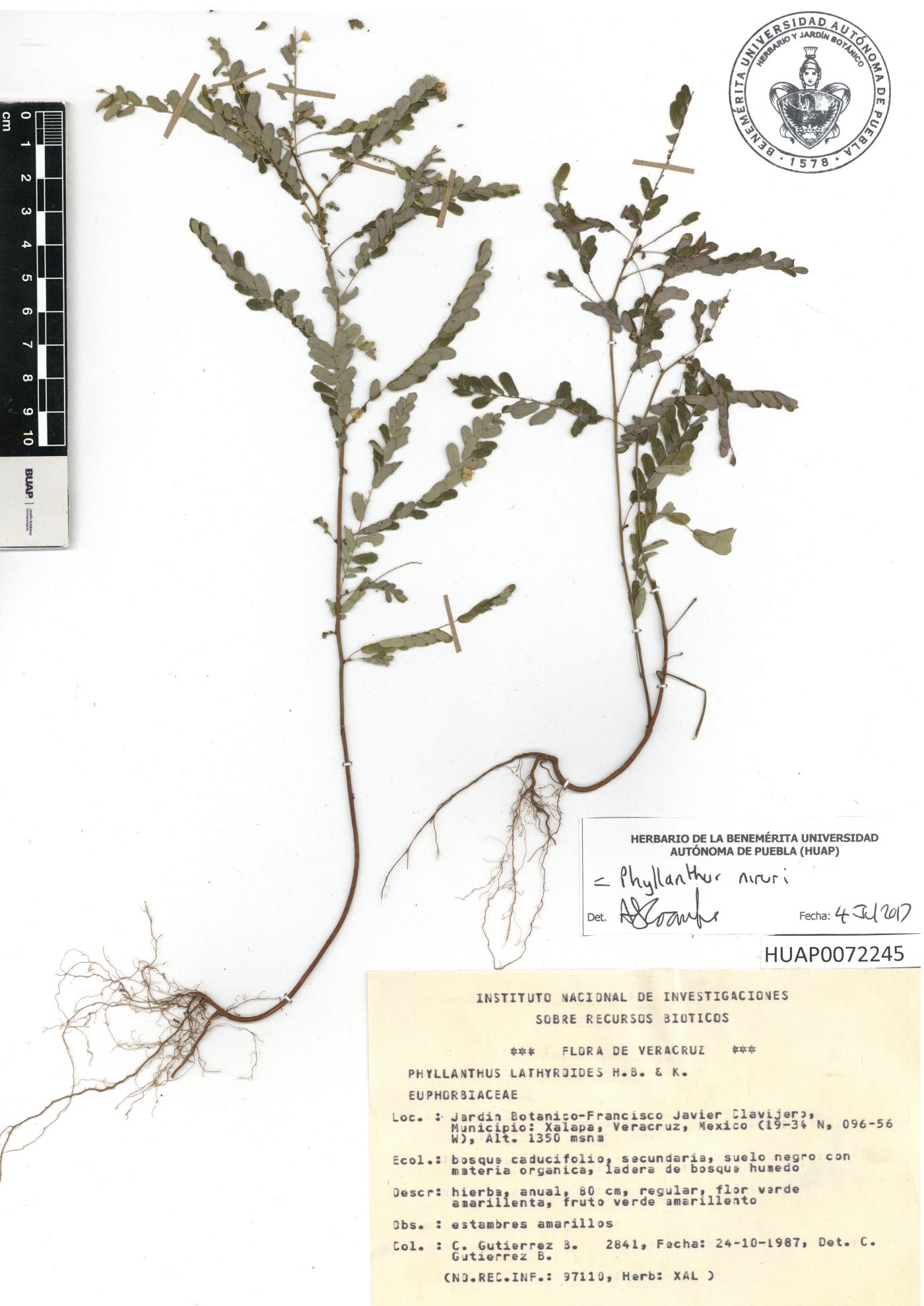 Phyllanthus niruri image