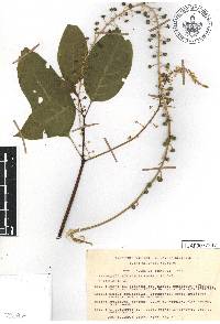 Phytolacca rivinoides image