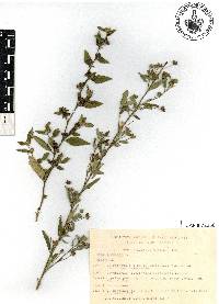 Sida rhombifolia image