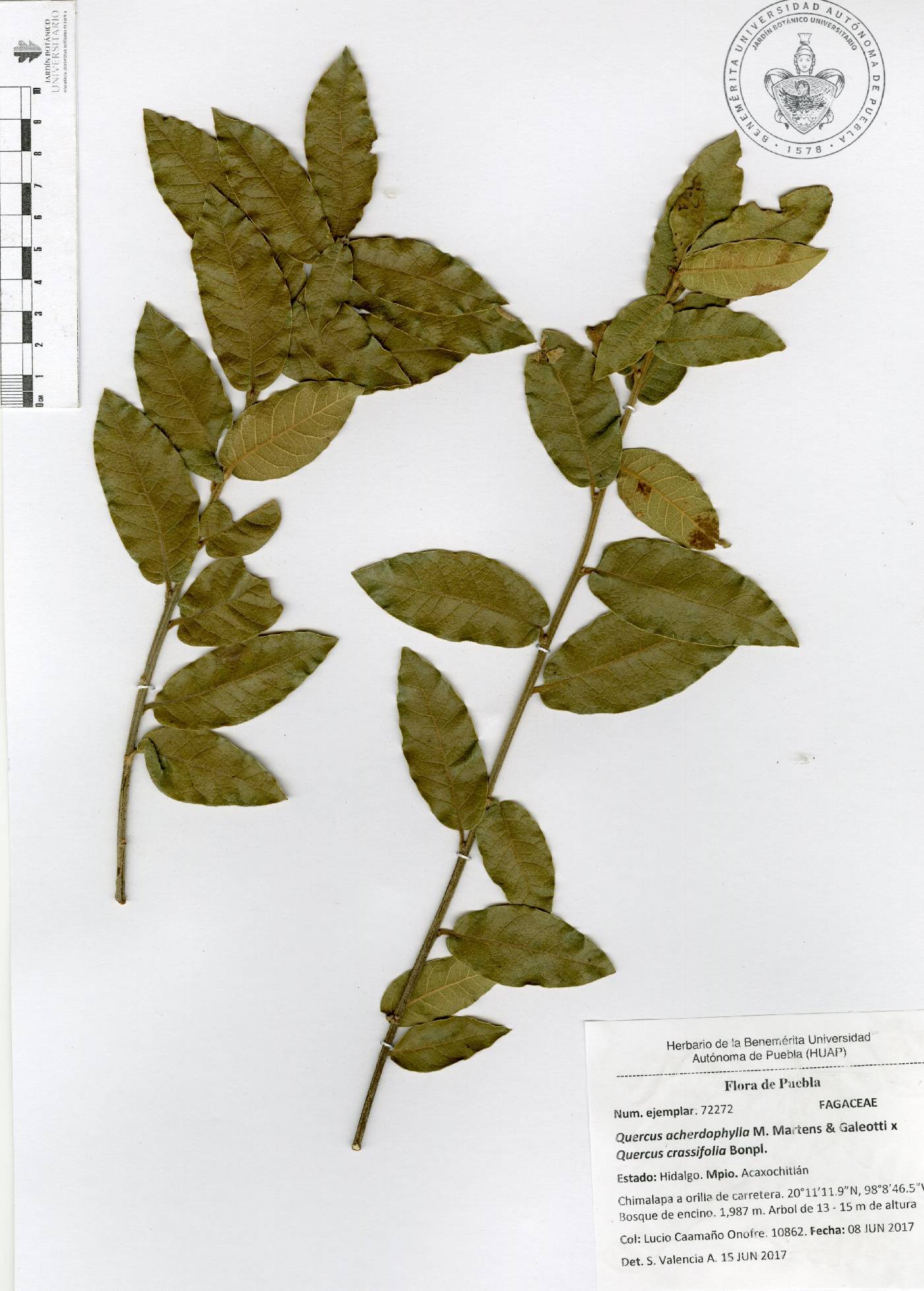 Quercus acherdophylla image