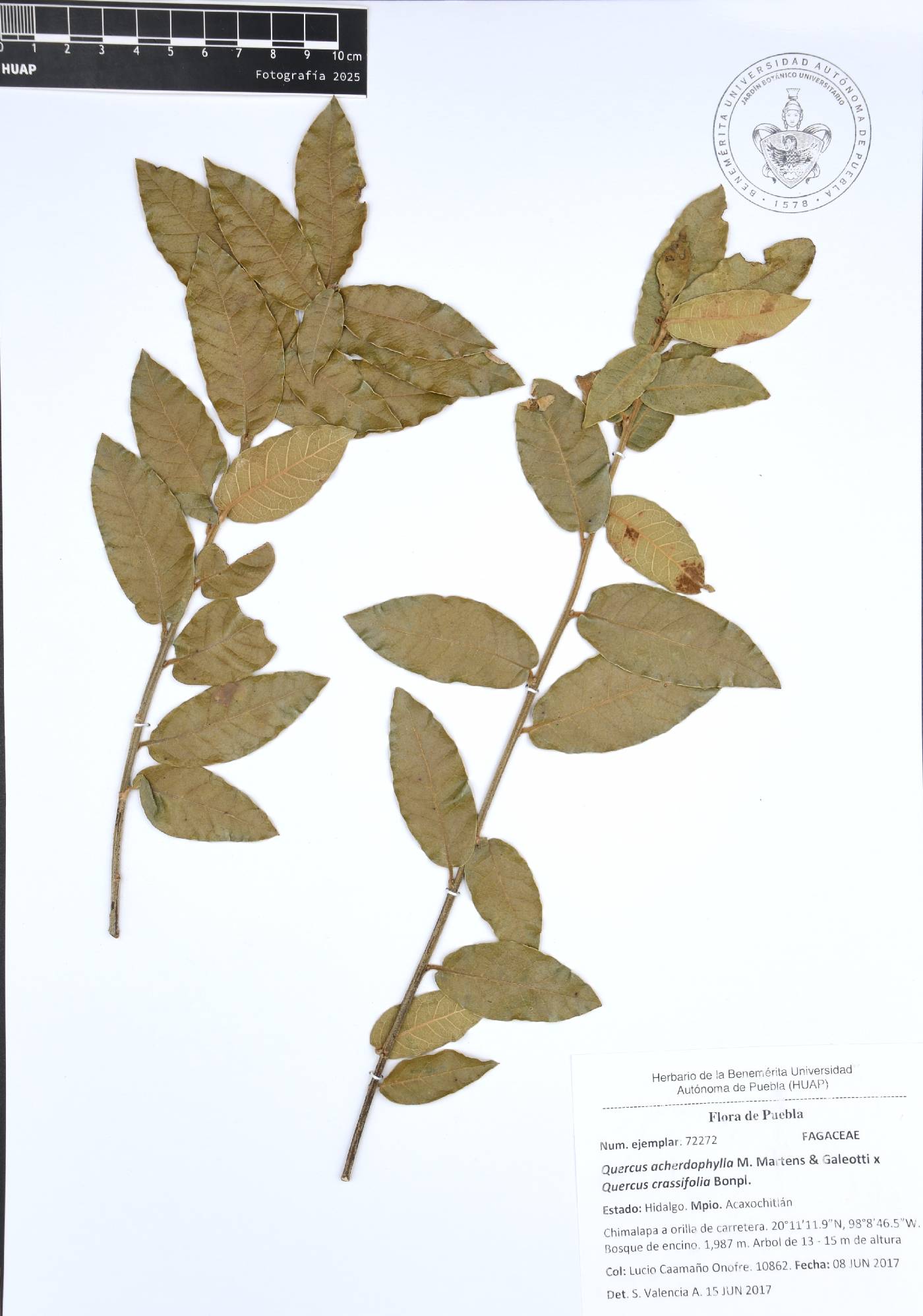 Quercus acherdophylla image