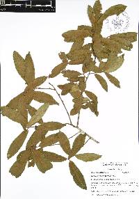 Quercus acherdophylla image