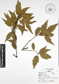 Quercus affinis image