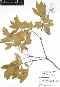 Quercus acherdophylla image