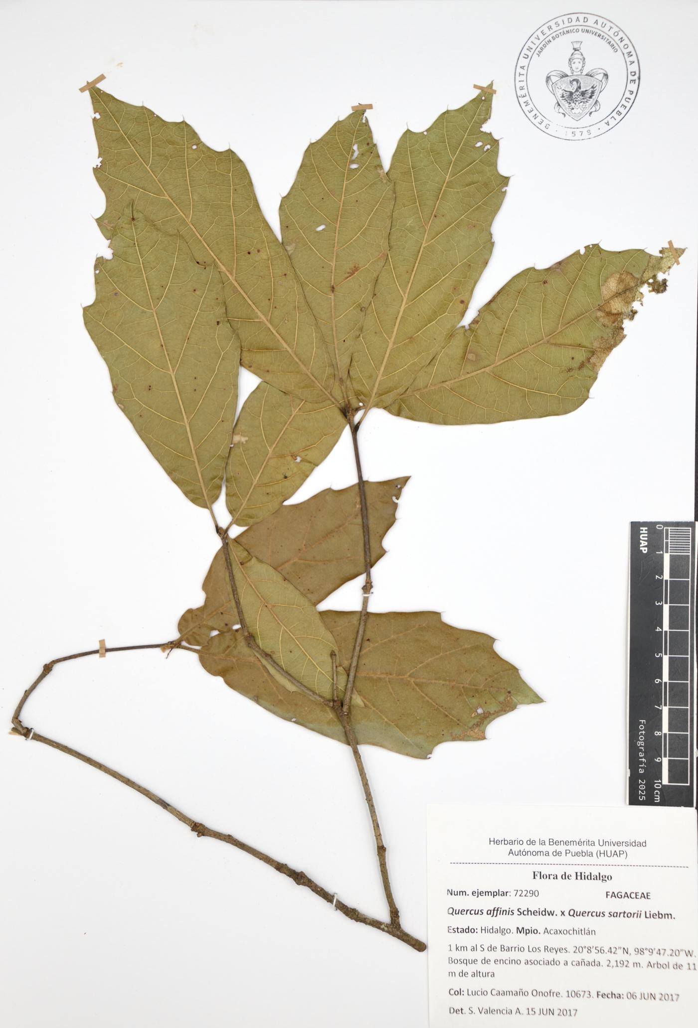 Quercus affinis x Quercus sartorii image