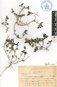 Sanvitalia procumbens image