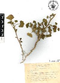 Malva parviflora image