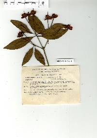 Ternstroemia huasteca image