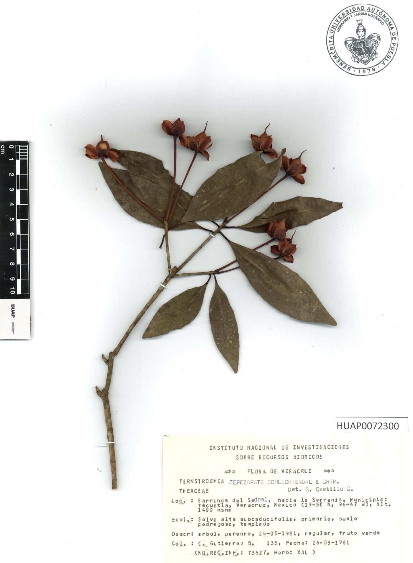 Ternstroemia huasteca image