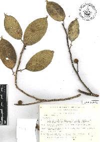 Ficus pertusa image