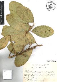 Ficus maxima image