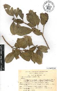 Ficus aurea image