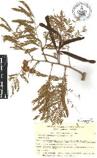 Leucaena leucocephala image