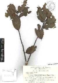 Ilex tolucana image