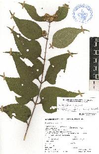 Ageratina areolaris image