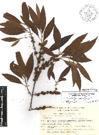 Sideroxylon salicifolium image