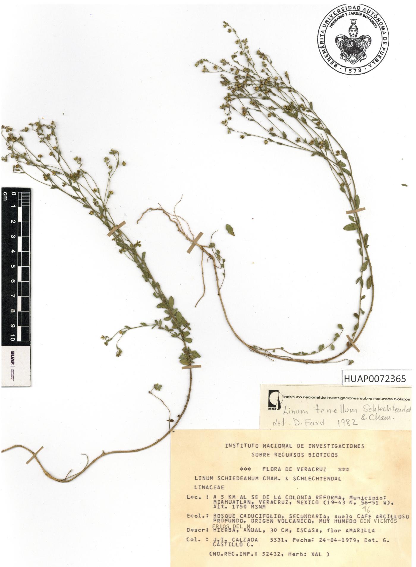 Linum tenellum image