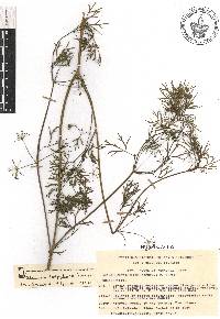 Cyclospermum leptophyllum image