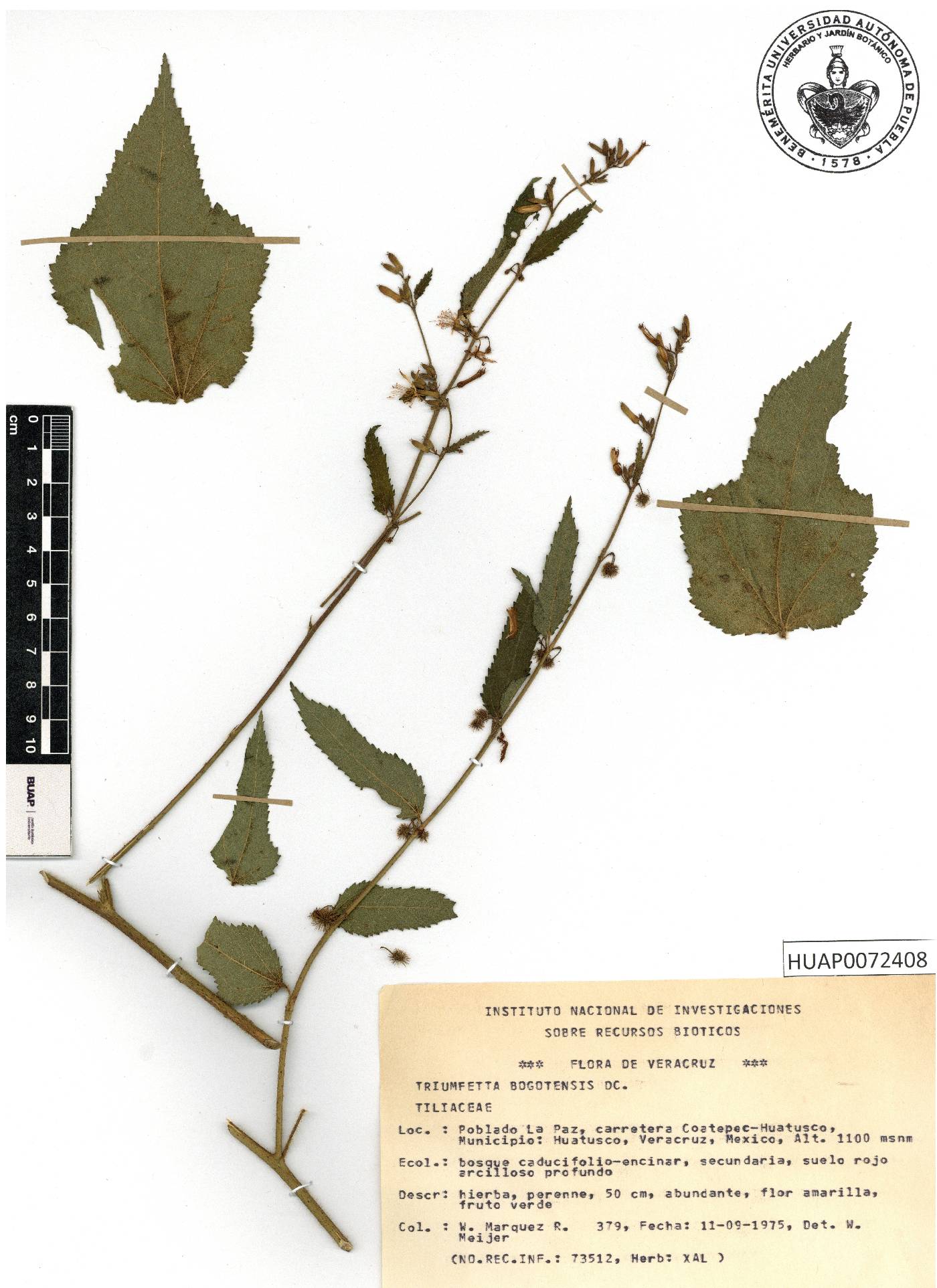 Triumfetta bogotensis image