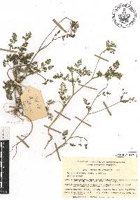 Daucus montanus image