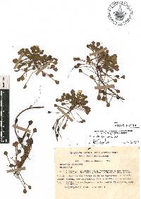 Ludwigia sedoides image