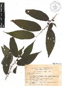 Boehmeria ulmifolia image