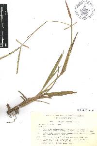 Paspalum notatum image