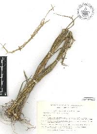 Digitaria insularis image