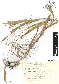 Panicum hirticaule image