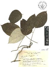 Mucuna argyrophylla image