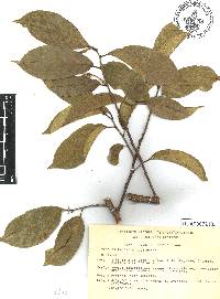 Trophis racemosa image