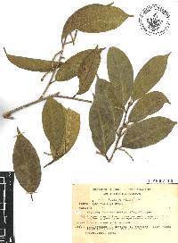 Trophis racemosa image