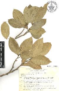 Brosimum alicastrum image