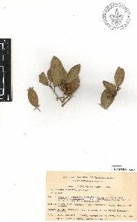 Coussapoa purpusii image