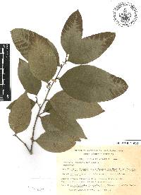 Brosimum alicastrum image