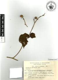 Triumfetta semitriloba image