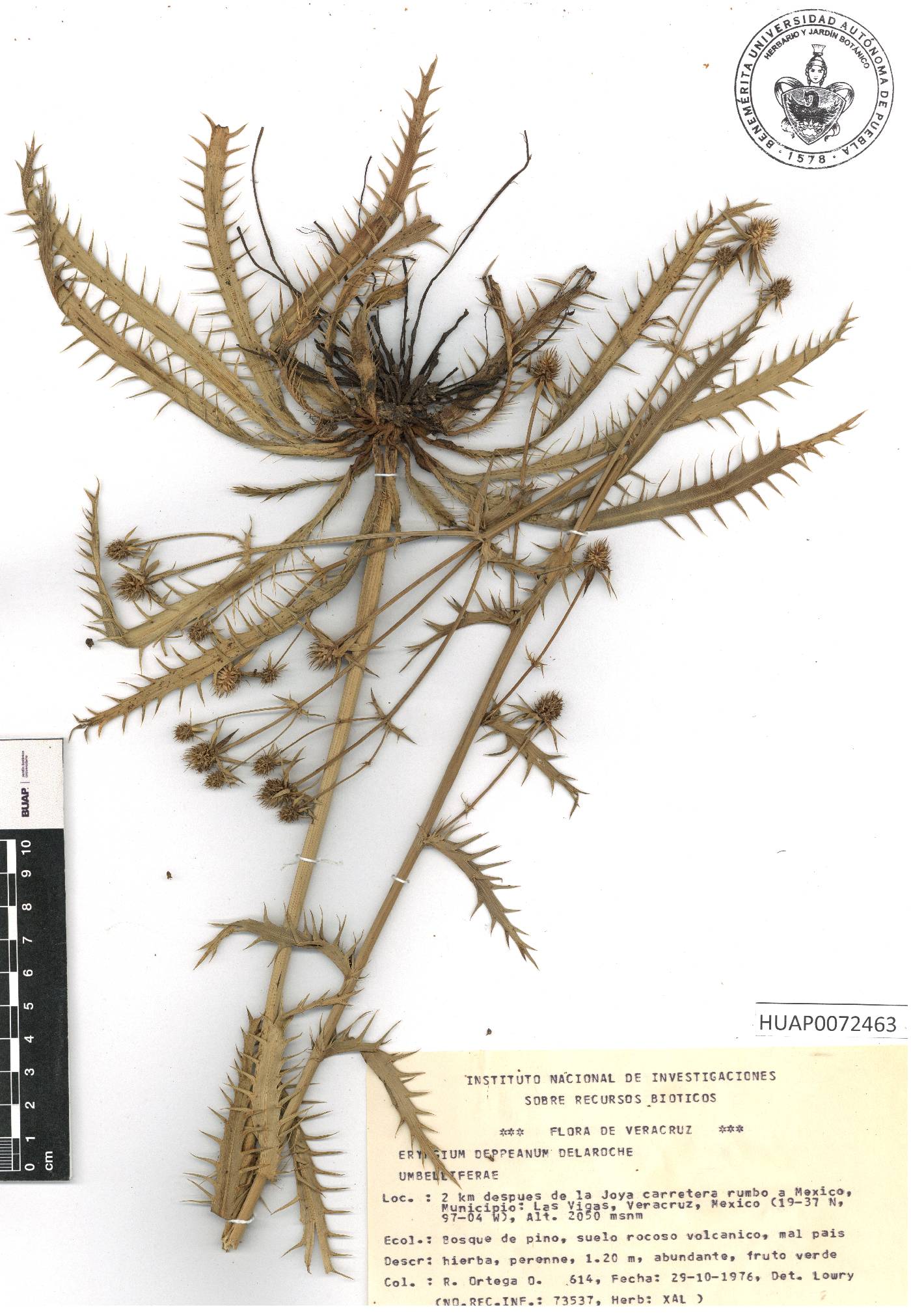 Eryngium deppeanum image