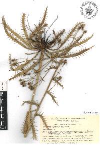 Eryngium deppeanum image