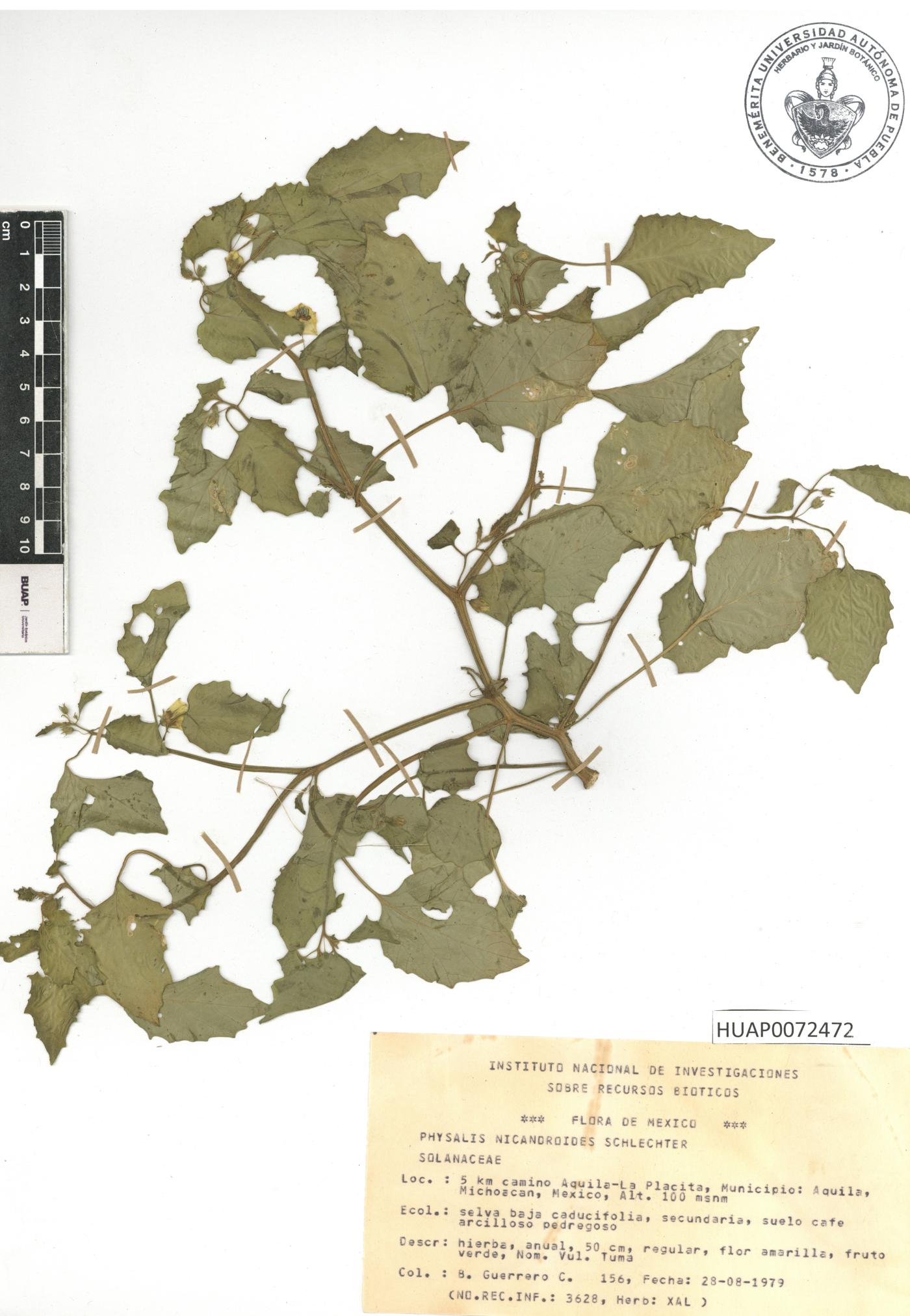 Physalis nicandroides image