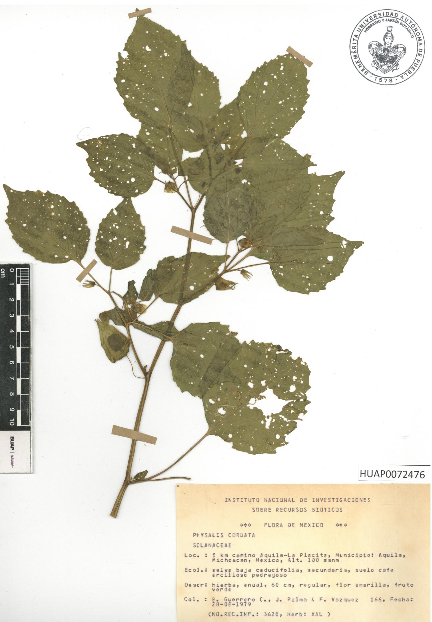Physalis cordata image