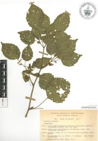 Physalis cordata image