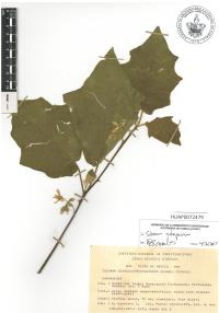 Solanum rudepannum image