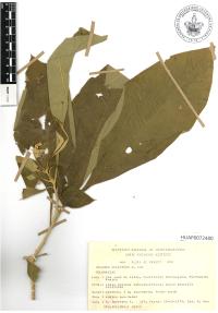Solanum erianthum image