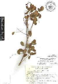 Erythrostemon mexicanus image