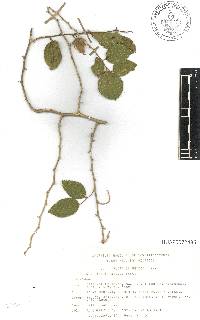 Celtis iguanaea image