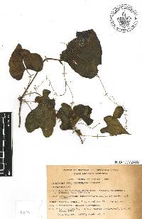 Dioscorea densiflora image