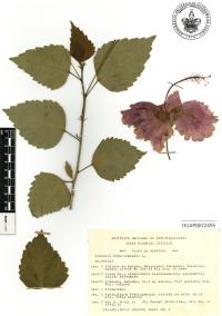 Hibiscus rosa-sinensis image