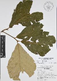 Quercus candicans image