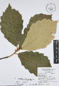 Quercus candicans image